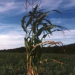 Maze and Peanuts are two main crops