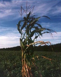 Maze and Peanuts are two main crops