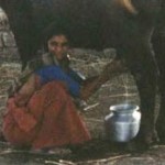 Milking is a daily duty for most women